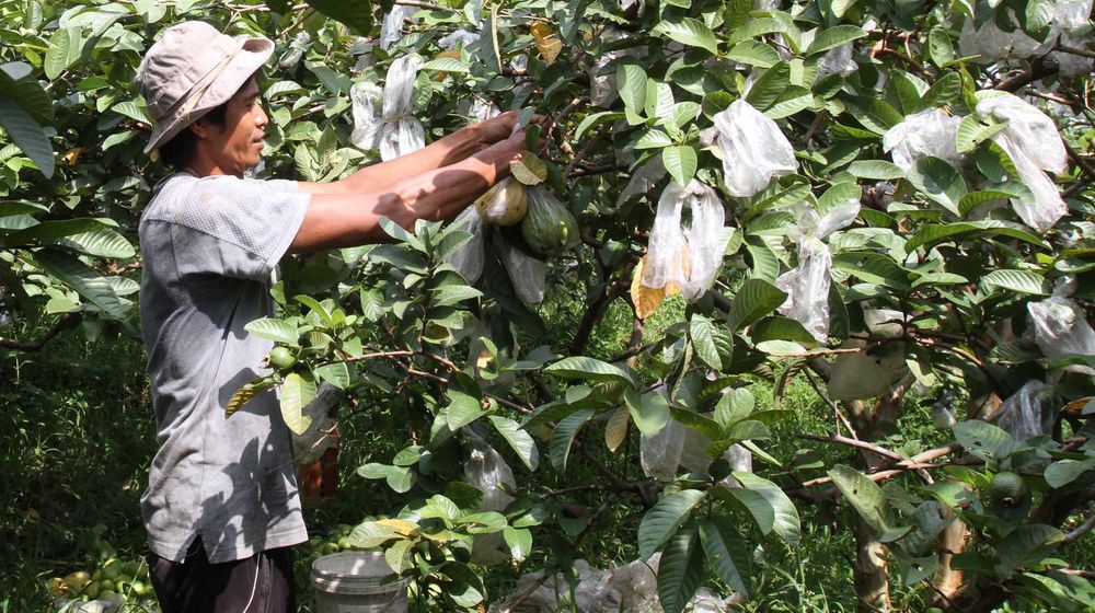 Panen Jambu Biji Merah - Panji 1.jpg