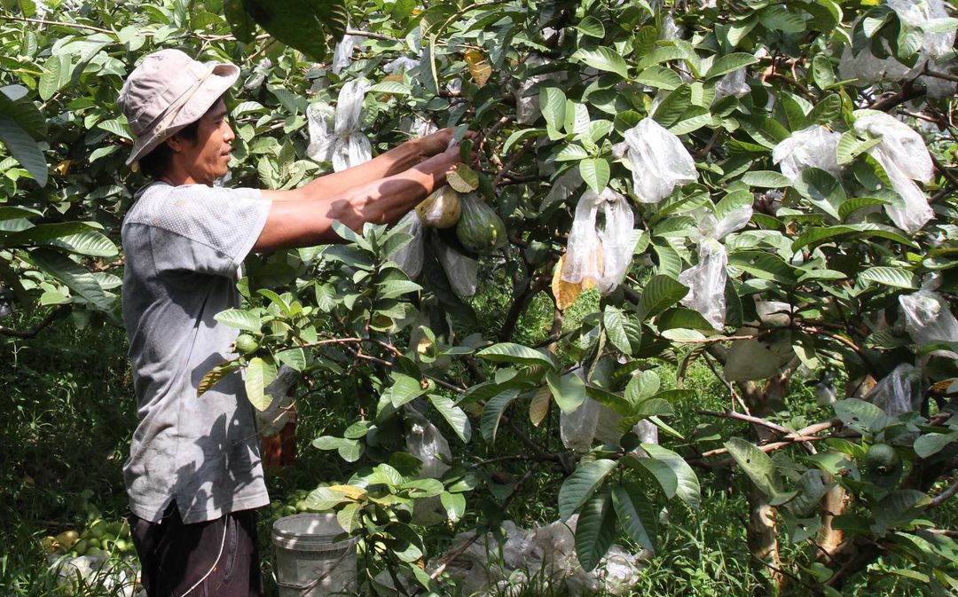 Nampak petani tengah memanen buah jambu biji merah di kawasan desa Cibening, Pamijahan, Bogor, Rabu 15 September 2021. Foto : Panji Asmoro/TrenAsia