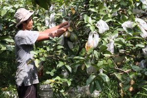 Panen Jambu Biji Merah - Panji 1.jpg