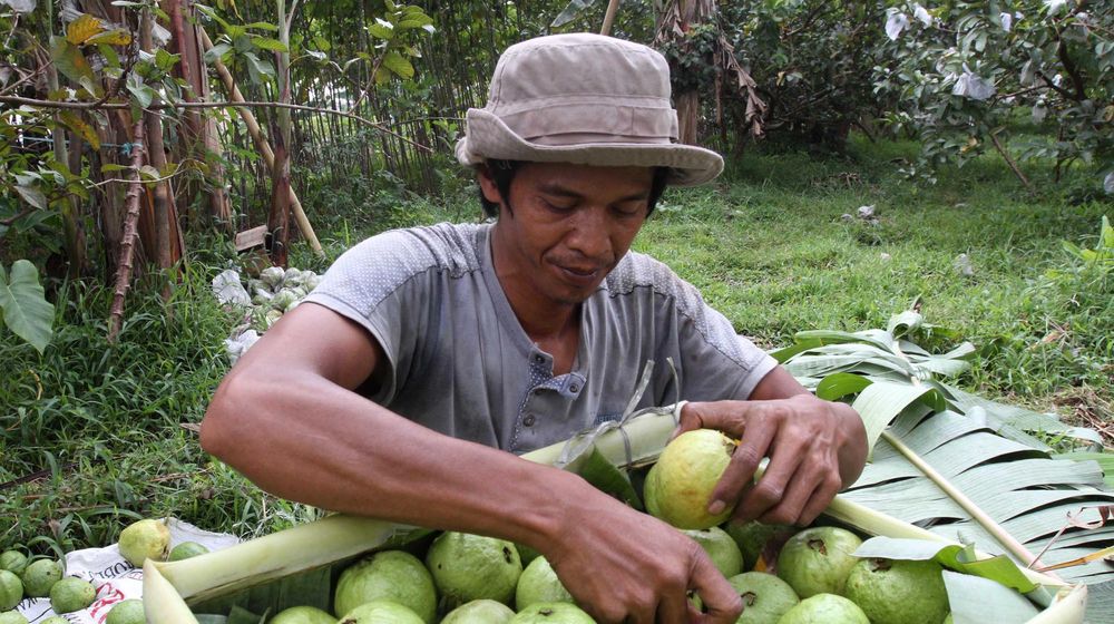 Panen Jambu Biji Merah - Panji 4.jpg