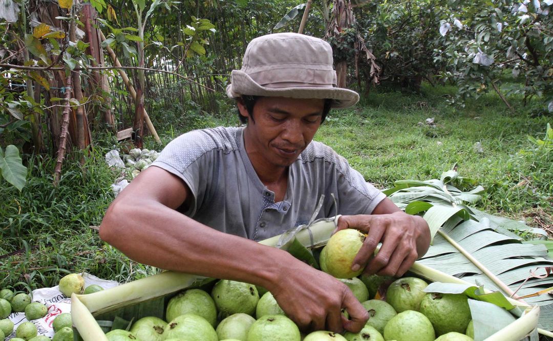 Nampak petani tengah memanen buah jambu biji merah di kawasan desa Cibening, Pamijahan, Bogor, Rabu 15 September 2021. Foto : Panji Asmoro/TrenAsia