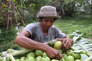 Panen Jambu Biji Merah - Panji 4.jpg