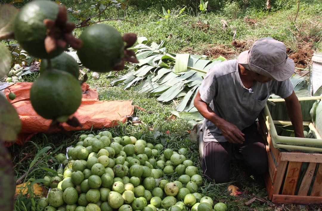 Nampak petani tengah memanen buah jambu biji merah di kawasan desa Cibening, Pamijahan, Bogor, Rabu 15 September 2021. Foto : Panji Asmoro/TrenAsia