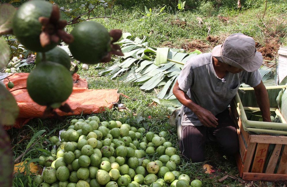 Panen Jambu Biji Merah - Panji 6.jpg