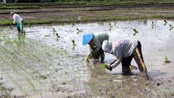 Petani di Manggarai Barat Keluhkan Kelangkaan Pupuk, Begini Saran Dinas Pertanian Mabar