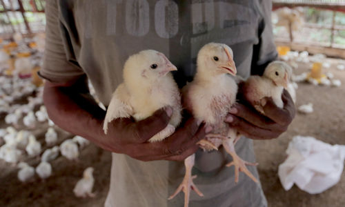 Peternak ayam potong .jpg