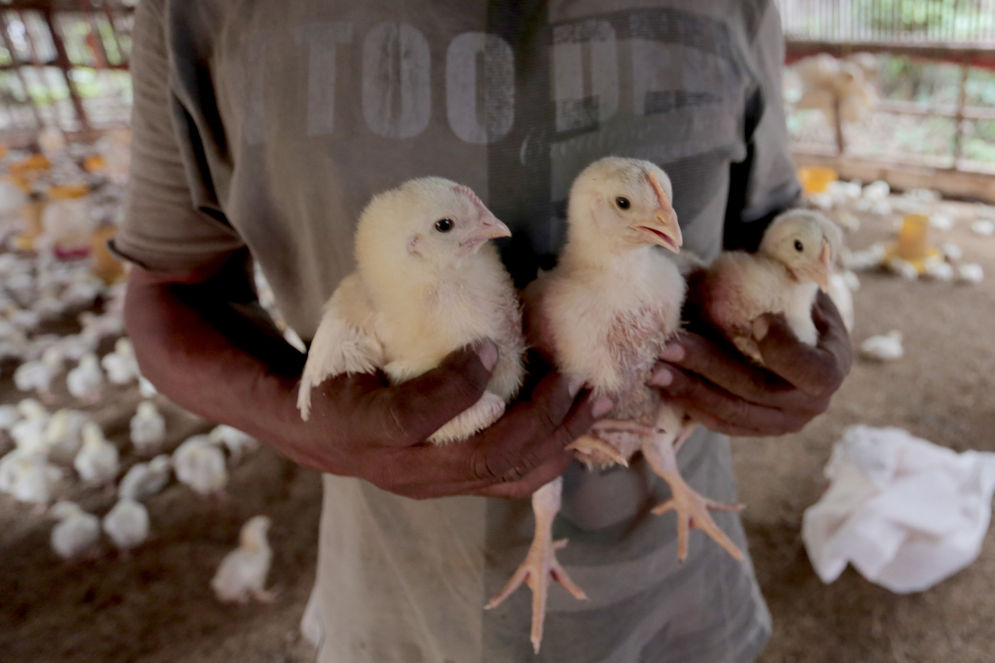 Singapura mengalami krisis ayam karena pemasok utamanya, Malaysia, menghentikan ekspor sebagai akibat dari lonjakan harga pangan dan krisis global.