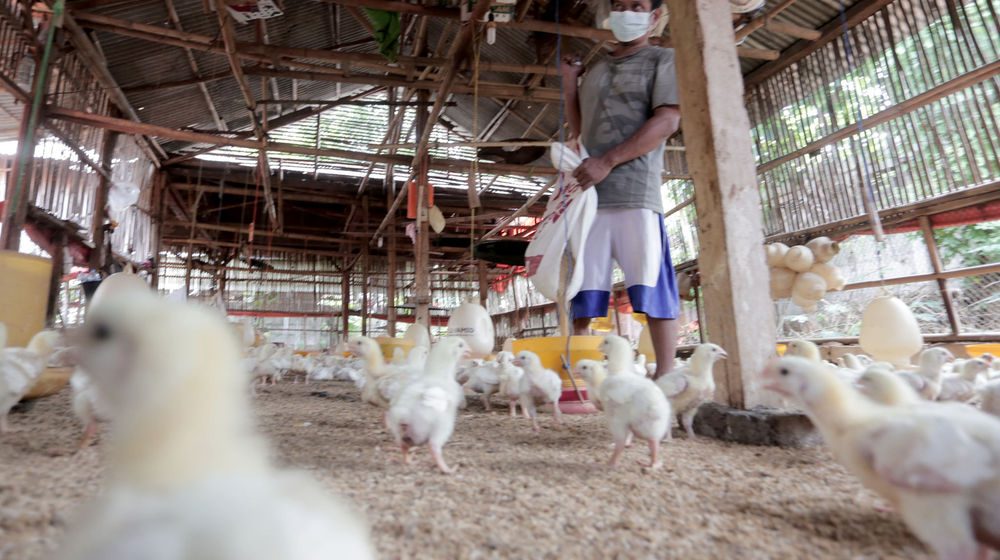 Peternak ayam potong .jpg