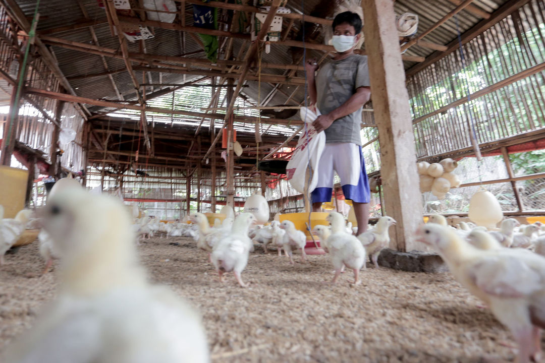 Peternak memberikan pakan konsentrat pada ayam potong di Leuwinanggung, Tapos, Depok, Jawa Barat, Selasa, 28 September 2021. Foto: Ismail Pohan/TrenAsia