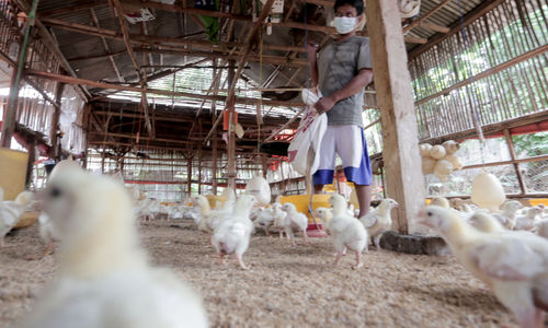 Peternak memberikan pakan konsentrat pada ayam potong di Leuwinanggung, Tapos, Depok, Jawa Barat, Selasa, 28 September 2021. Foto: Ismail Pohan/TrenAsia