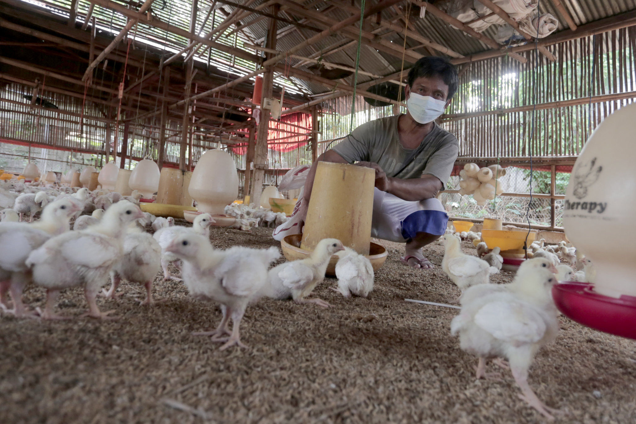 Peternak memberikan pakan konsentrat pada ayam potong di Leuwinanggung, Tapos, Depok, Jawa Barat, Selasa, 28 September 2021. Foto: Ismail Pohan/TrenAsia