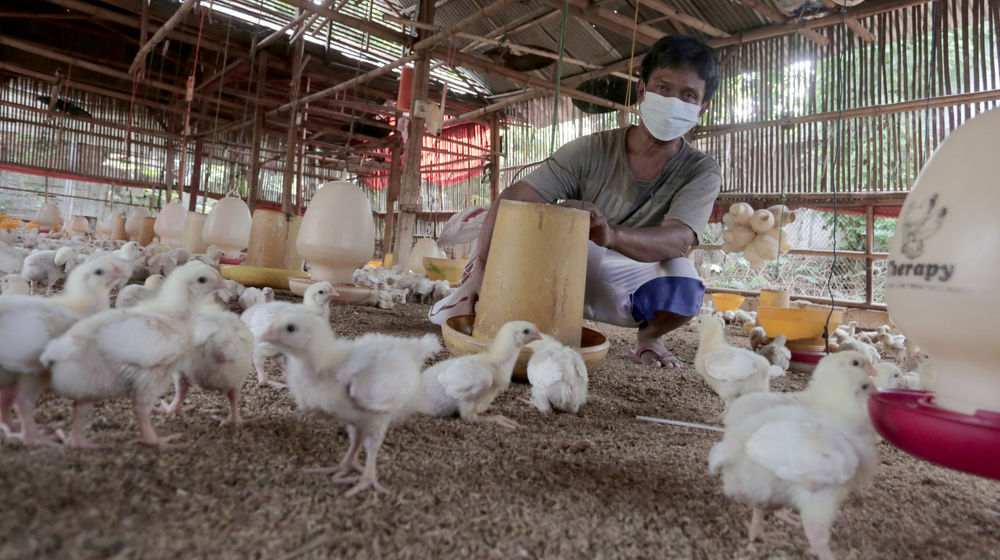 Peternak ayam potong .jpg