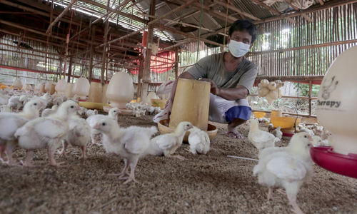 Peternak ayam potong .jpg