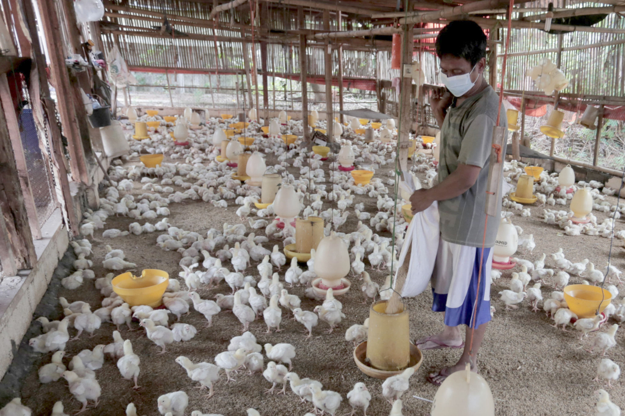 Peternak memberikan pakan konsentrat pada ayam potong di Leuwinanggung, Tapos, Depok, Jawa Barat, Selasa, 28 September 2021. Foto: Ismail Pohan/TrenAsia