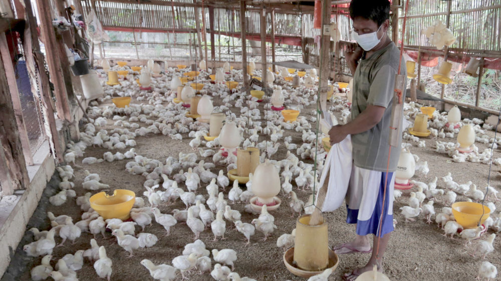 Peternak ayam potong .jpg