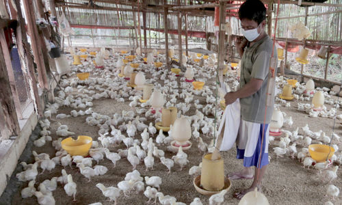 Peternak ayam potong .jpg