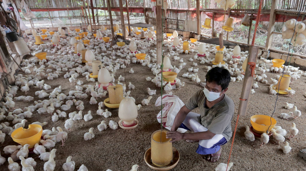 Peternak ayam potong .jpg