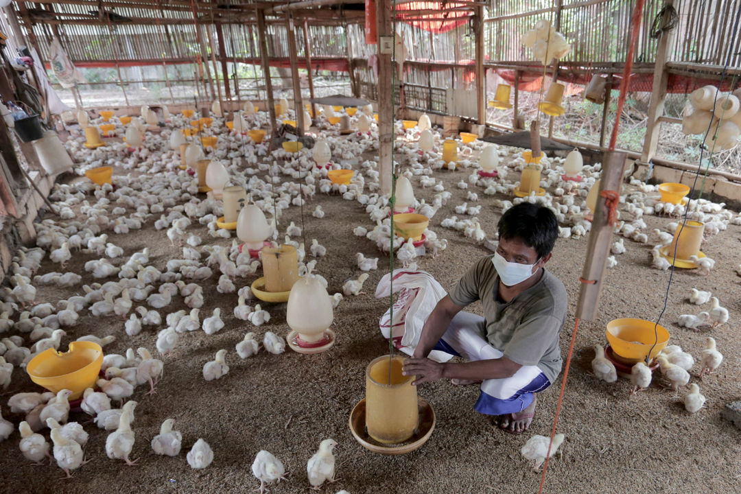 Peternak memberikan pakan konsentrat pada ayam potong di Leuwinanggung, Tapos, Depok, Jawa Barat, Selasa, 28 September 2021. Foto: Ismail Pohan/TrenAsia