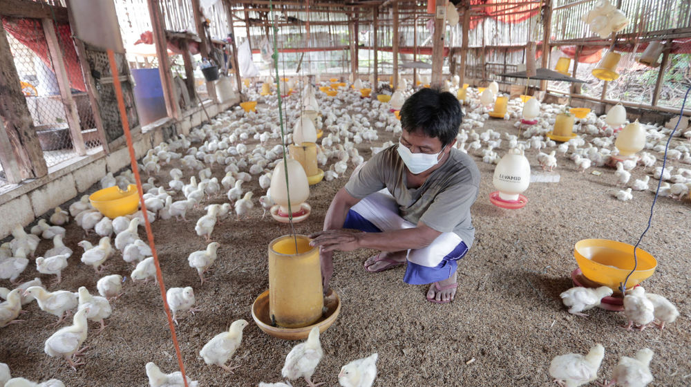 Peternak ayam potong .jpg