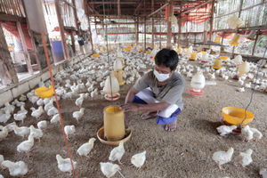 Peternak ayam potong .jpg