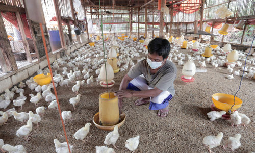 Peternak ayam potong .jpg