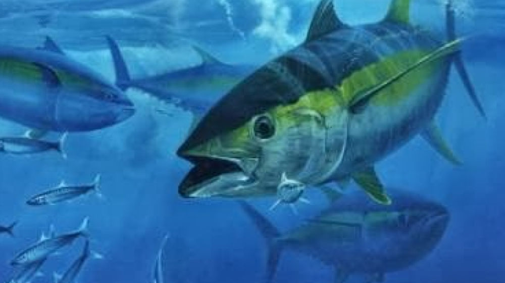 ikan tuna sirip uning diekspor ke vietnam.jpg