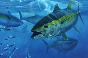 ikan tuna sirip uning diekspor ke vietnam.jpg