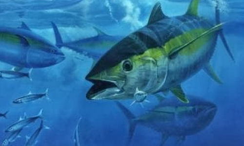 ikan tuna sirip uning diekspor ke vietnam.jpg