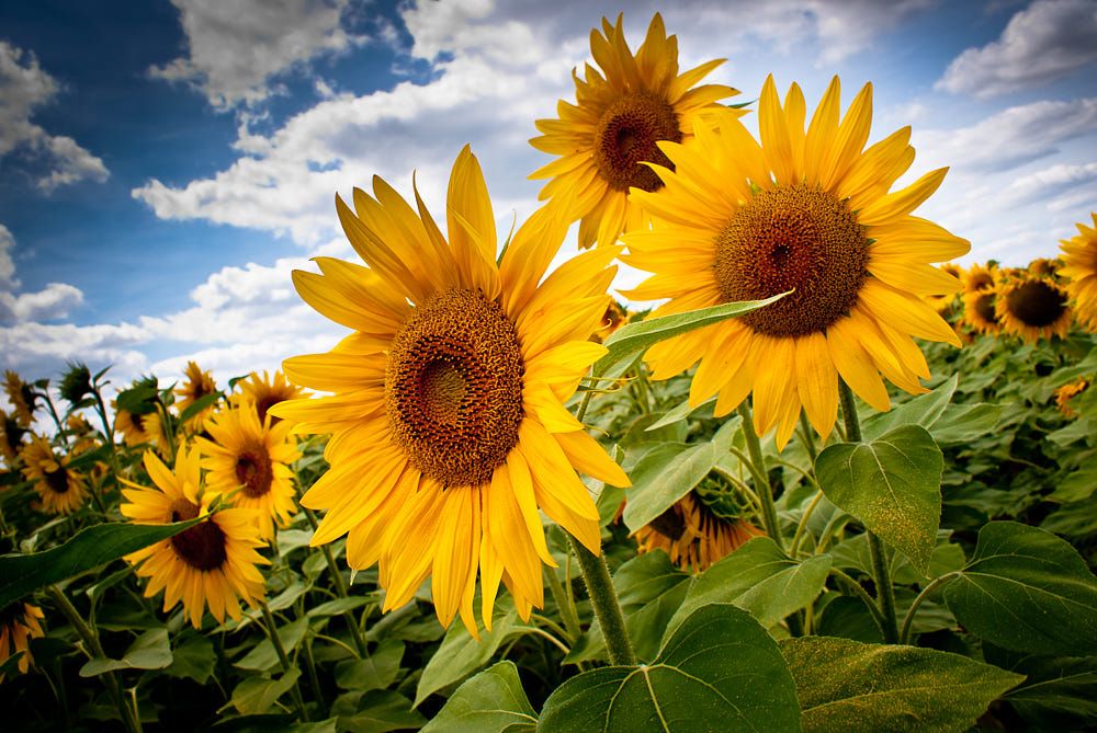 <p>Cara menanam bunga matahari</p>
