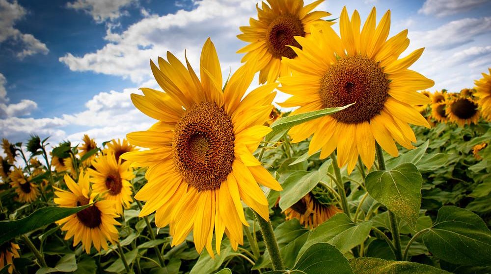 Cara menanam bunga matahari