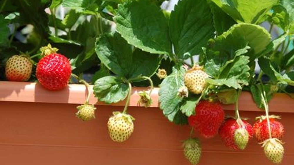 cara menanam stroberi