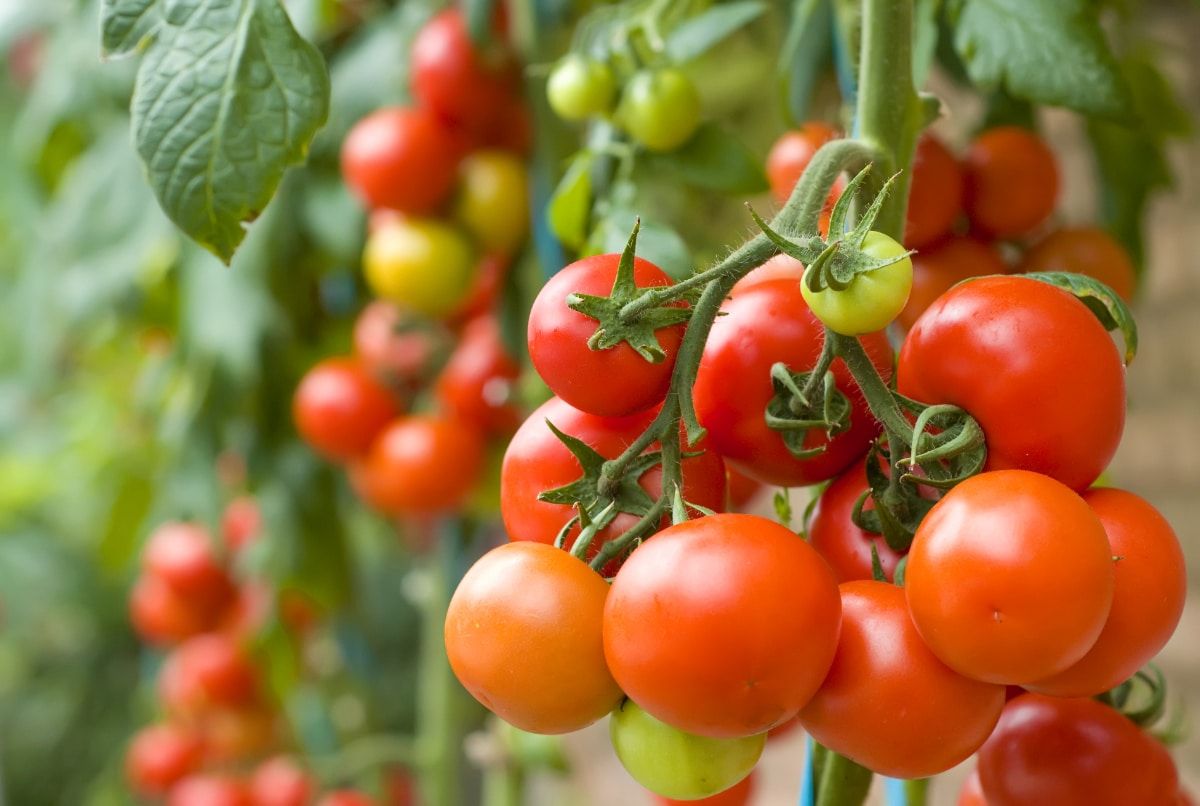 <p>Secrets to Growing Tomatoes at Home</p>
