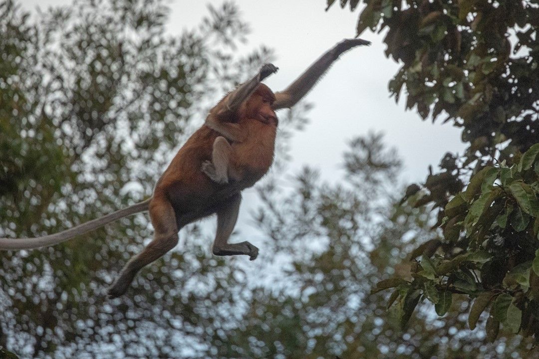 Bekantan, satwa yang terancam punah karena kerusakan lahan.