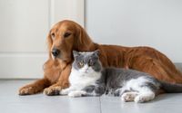 anjing kucing.jpg