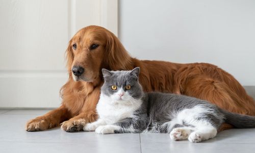 anjing kucing.jpg