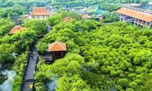 A-MANGROVE.jpg