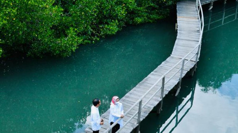 Jokowi Mulai Fokus Upaya Rehabilitasi Hutan Mangrove, Ada Apa.jpg