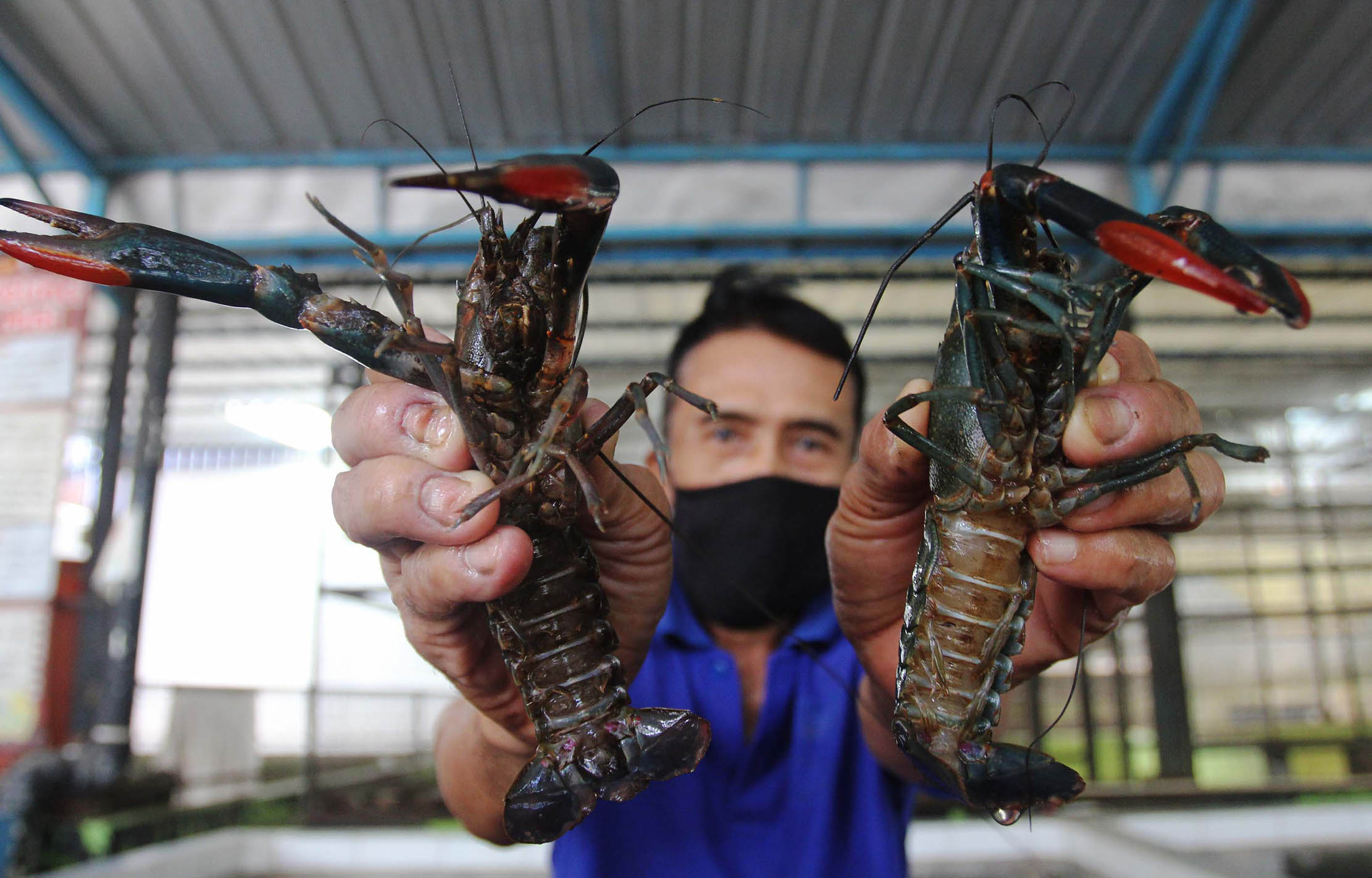 Petani lobster air tawar menunjukkan lobster siap di jual ditempat budidaya lobster air tawar BFC Mini Farm dikawasan Ciputat Tangerang Selatan , Senin 11 Oktober 2021. Foto Panji Asmoro/TrenAsia