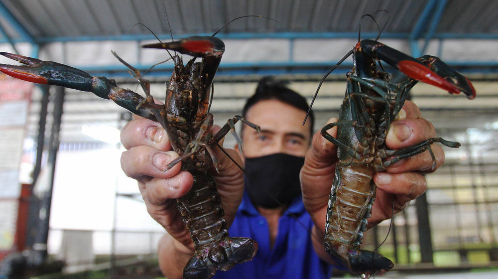 Budidaya Lobster Air Tawar - Panji 1.jpg