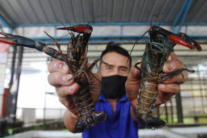 Budidaya Lobster Air Tawar - Panji 1.jpg
