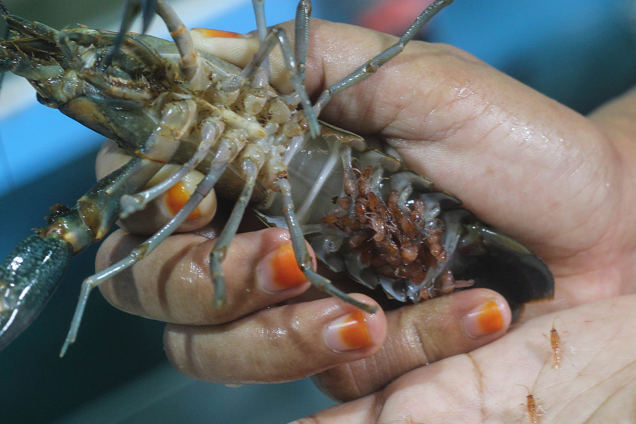 Petani lobster air tawar menunjukkan lobster siap di jual ditempat budidaya lobster air tawar BFC Mini Farm dikawasan Ciputat Tangerang Selatan , Senin 11 Oktober 2021. Foto Panji Asmoro/TrenAsia