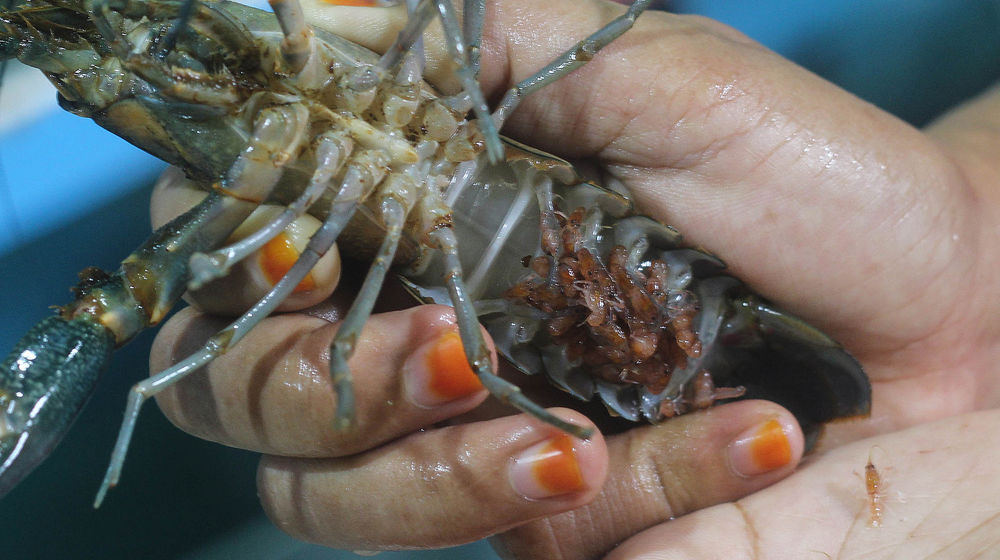 Budidaya Lobster Air Tawar - Panji 8.jpg