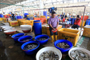 Sektor Perikanan .jpg