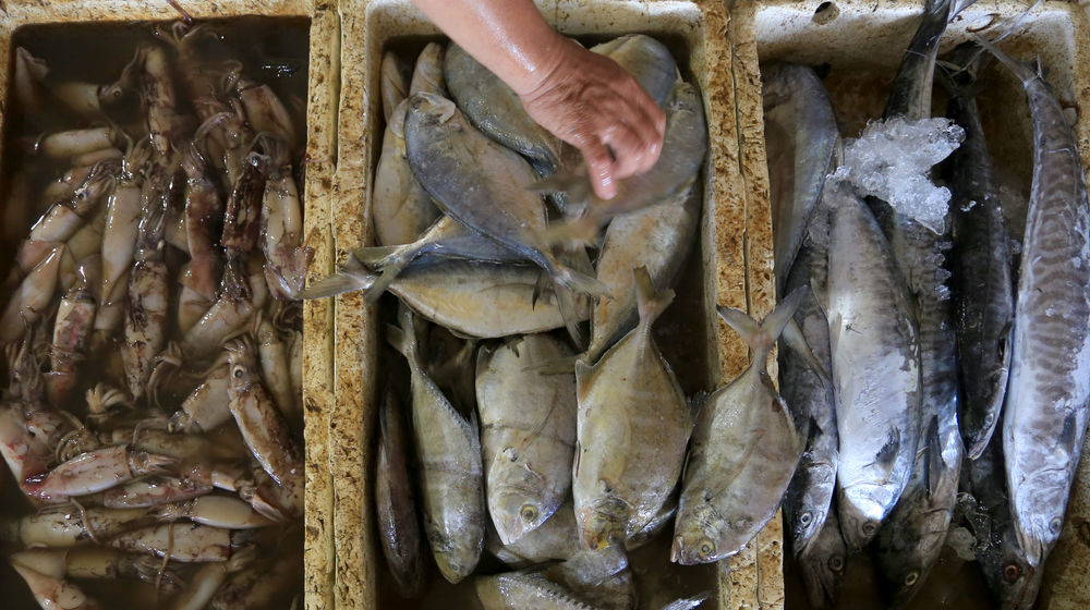 Sektor Perikanan.jpg