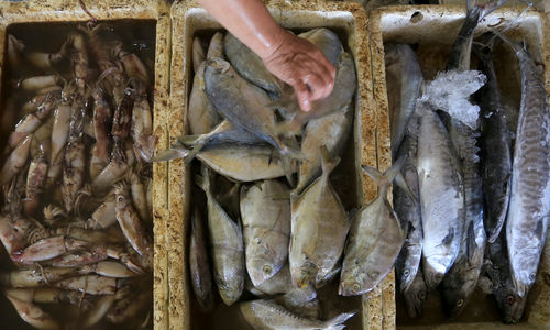 Sektor Perikanan.jpg