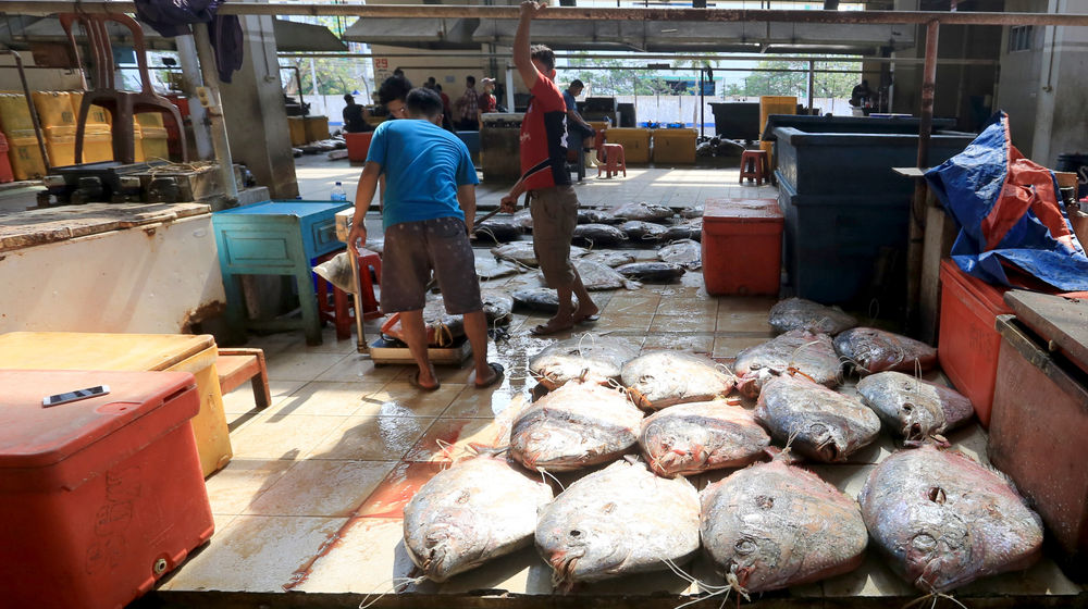 Sektor Perikanan .jpg