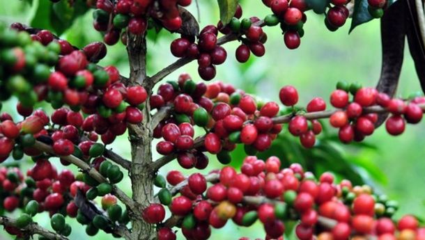 Petani Kopi Wajib Tahu! 5 Cara Agar Kopi Tak Punah