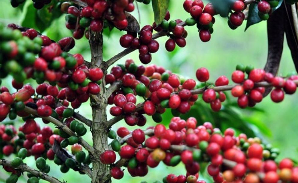 Ilustrasi-kopi-2.jpg