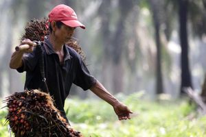 Panen Kelapa Sawit - Panji 5.jpg
