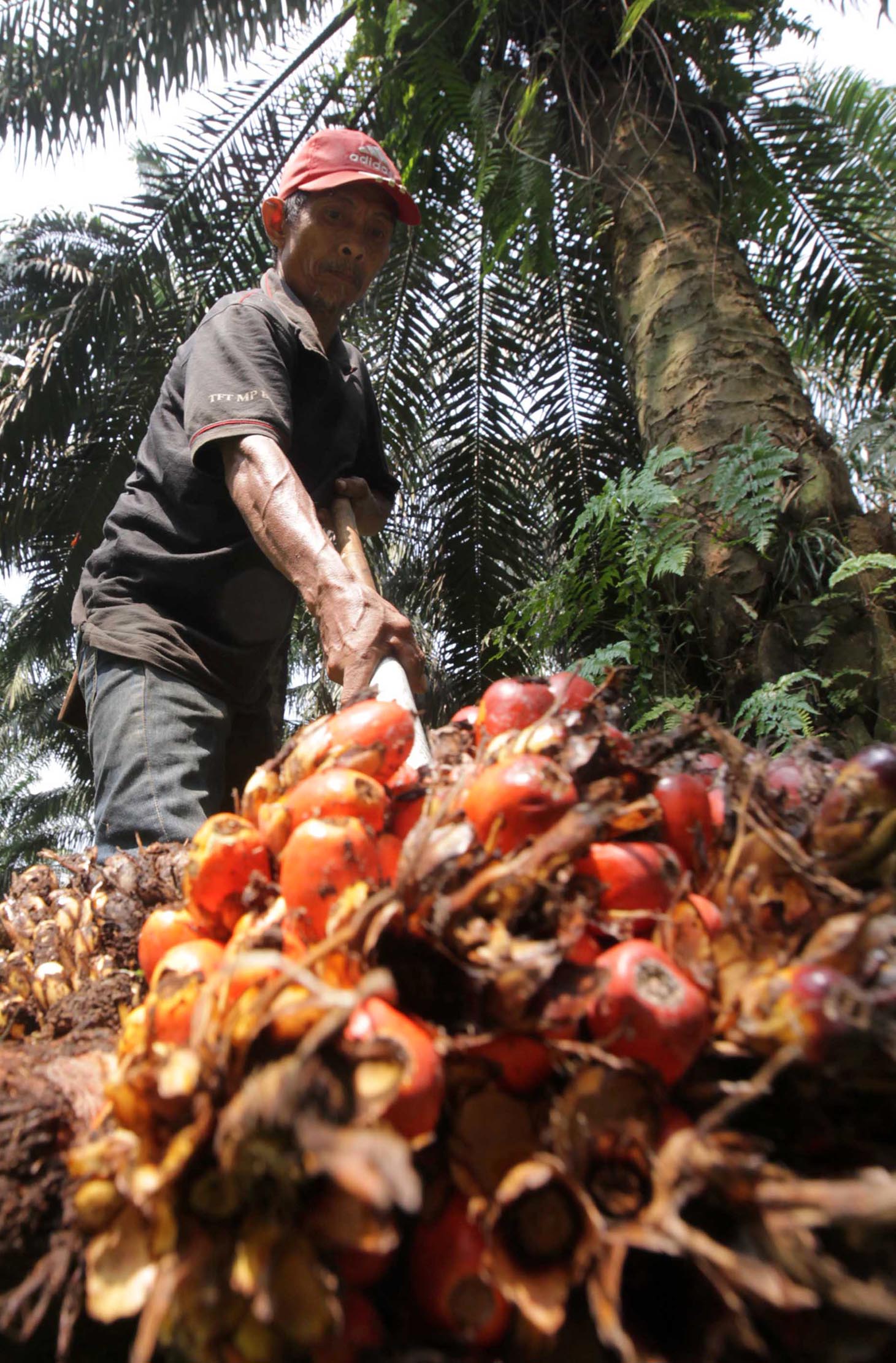 Nampak seorang petani tengah melakukan panen tanaman kelapa sawit di kawasan Bogor Jawa Barat, Kamis 28 Mei 2021. Foto : Panji Asmoro/TrenAsia